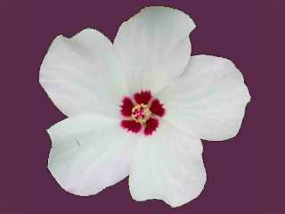 Hibiscus normanii, flower