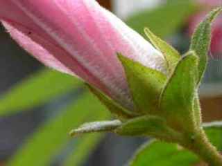 Hibiscus normanii, epicalyx and calyx