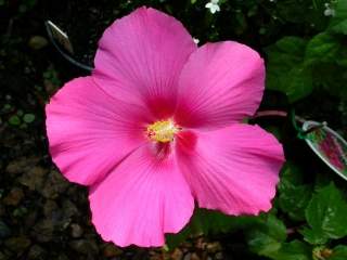 Hibiscus paramutabilis, flower