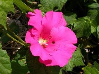 Hibiscus paramutabilis, flower