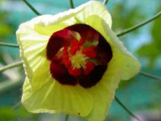 Hibiscus pentaphyllus, flower