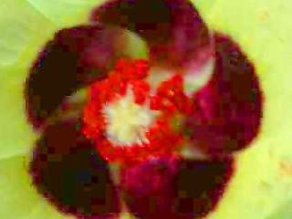 Hibiscus pentaphyllus, eye of flower
