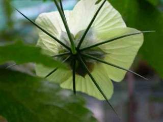 Hibiscus pentaphyllus, reverse of flower