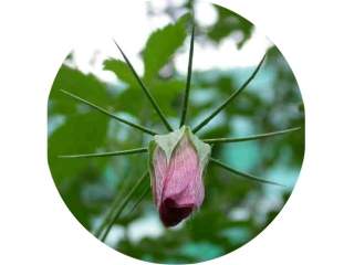 Hibiscus pentaphyllus, fading flower