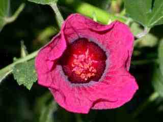 Hibiscus radiatus, flower