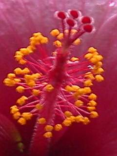 Hibiscus rosa-sinensis 'The President', style