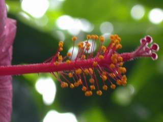 Hibiscus rosa-sinensis 'The President', style