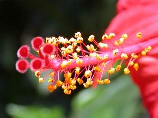 Hibiscus rosa-sinensis, style