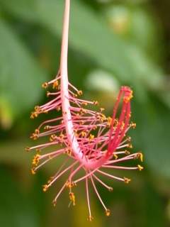 Hibiscus schizopetalus, style