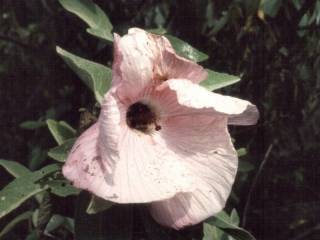 Hibiscus splendens, flower