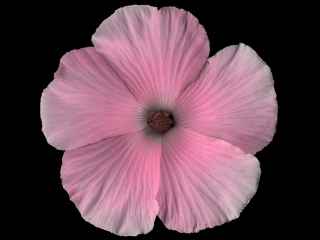 Hibiscus splenders, flower