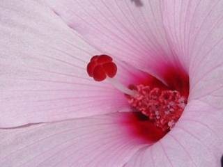 Hibiscus striatus, eye of flower