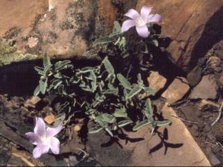 Hibiscus sturtii, in flower