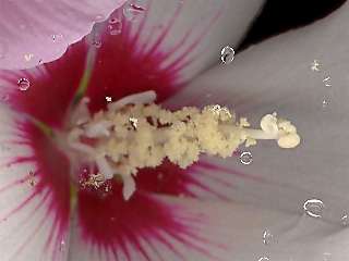 Hibiscus syriacus variety, style