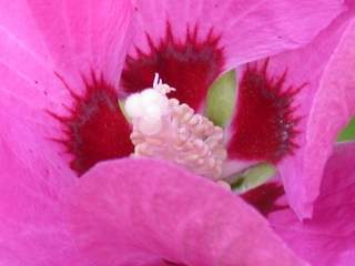 Hibiscus syriacus variety, eye of flower