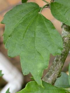 Hibiscus syriacus 'Blue Bird', leaf