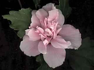 Hibiscus syriacus variety, flower