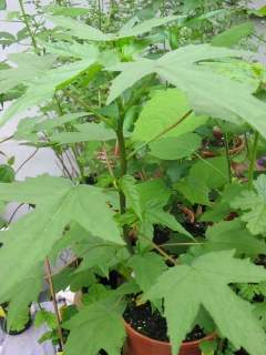 Hibiscus taiwanensis, seedling