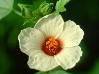 Hibiscus trionum, flower