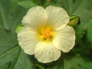 Hibiscus trionum, flower