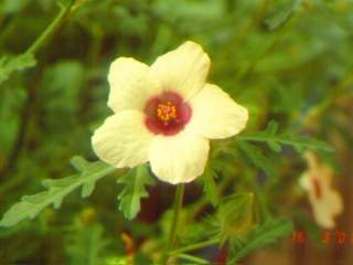 Hibiscus trionum, flower