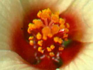 Hibiscus trionum, flower (detail)