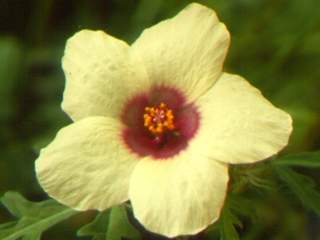 Hibiscus trionum, flower