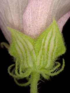 Hibiscus trionum, calyx and epicalyx