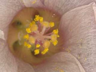 Hibiscus trionum, styles and stamens