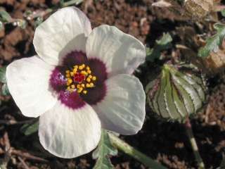 Hibiscus trionum, flower and bud