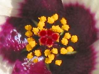 Hibiscus trionum, styles and stamens