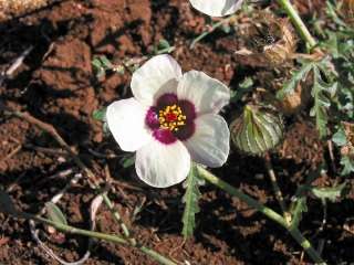 Hibiscus trionum, in flower