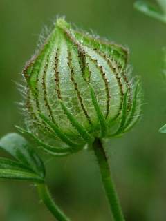 Hibiscus trionum, epicalyx and calyx