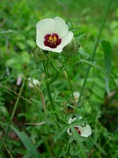 Hibiscus trionum. in flower