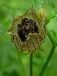 Hibiscus trionum, fruit