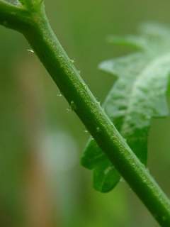 Hibiscus trionum,stem