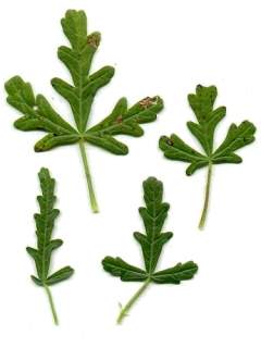 Hibiscus trionum, leaves