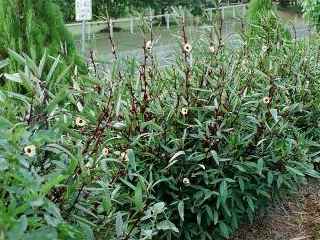 Hibiscus sabdariffa, in flower