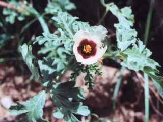 Hibiscus trionum, flower