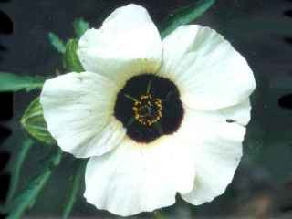 Hibiscus trionum 'Fantasia', flower