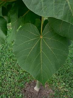 Hildegardia populifolia, leaf
