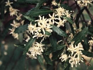 Hoheria glabrata, flowers