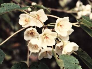 Hoheria glabrata, flower