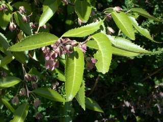 Hoheria sexstylosa, foliage and fruit