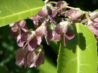 Hoheria sexstylosa, fruits