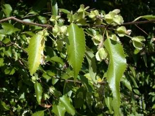 Hoheria sexstylosa, foliage and fruit