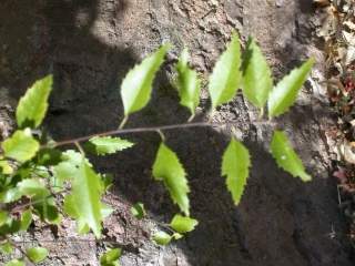 Hoheria sexstylosa, foliage