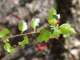 Hoheria sexstylosa, foliage