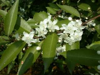 Hoheria sexstylosa, flowers