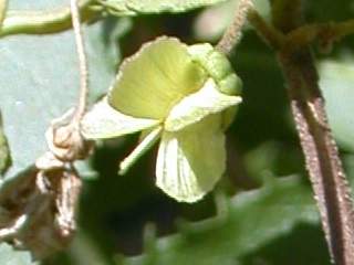 Hoheria sexstylosa 'Pendula', fruit